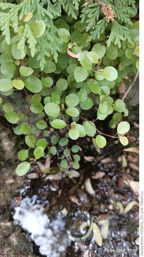 почвопокровное