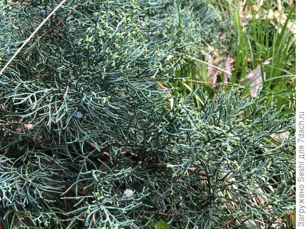 Помогите пожалуйста определить вид можжевельника (ЮБК)