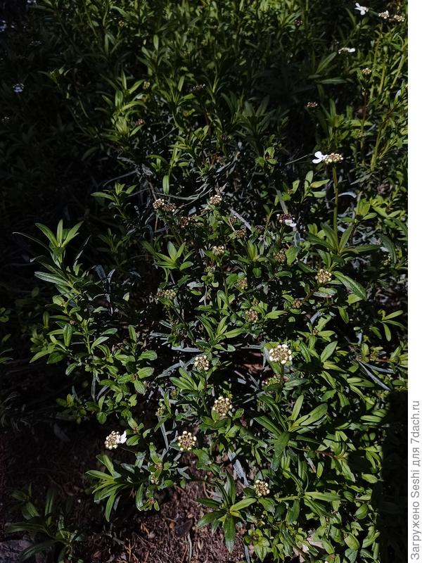 Что это за Иберис Вечнозеленый? (ЮБК)