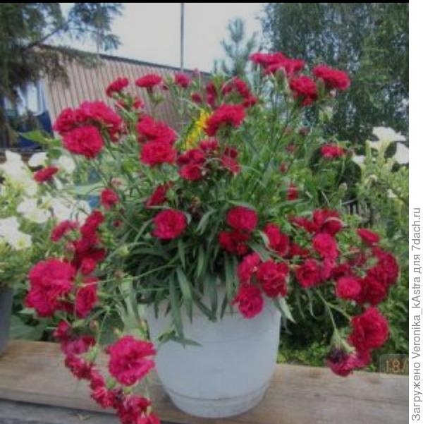 Фото из интернета, чтоб понимали что я выращиваю.к сожалению свои фото не сохранились.