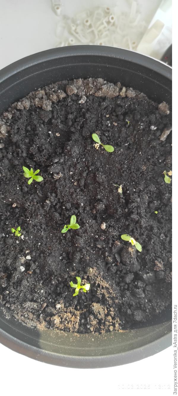 Пока меня не было дома, пи открывании окна чуть схватились листики.  На днях насыпала по поверхности семена- уже лезут.