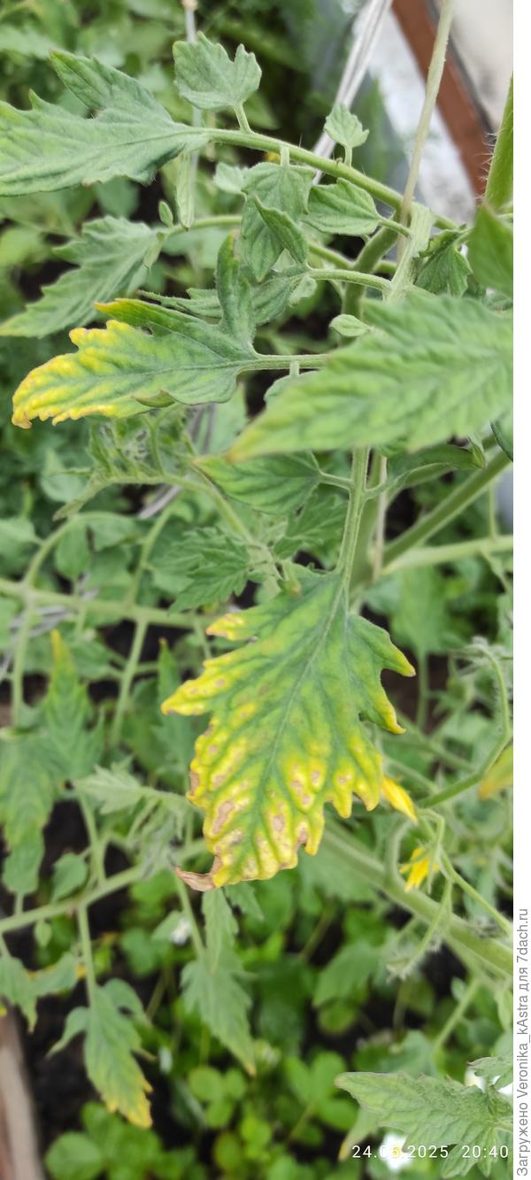 Растет в другом ряду