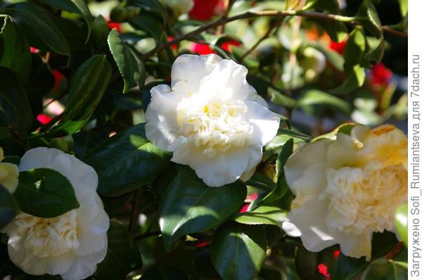 Добрый день! Была в парке санатория "Айвазовское" в Партените на ЮБК, и меня поразила своей красотой камелия японская. Помогите, пожалуйста, определить какой сорт на фото?