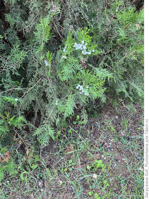 Второе фото