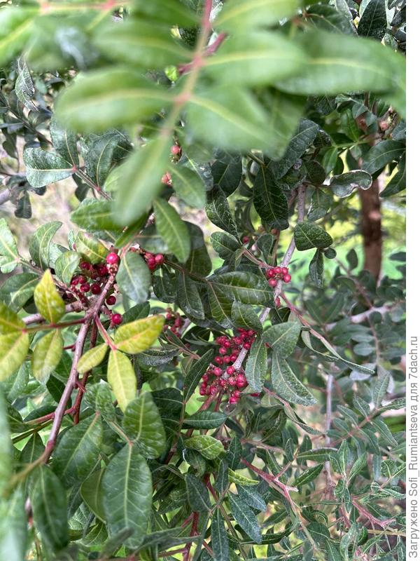 Второе фото