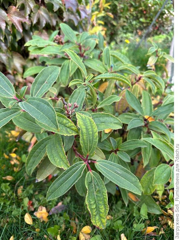 Второе фото