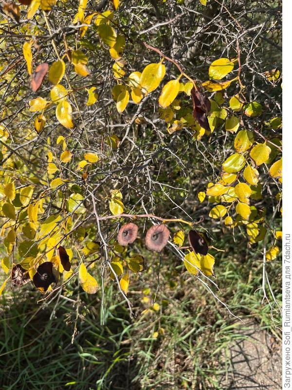 Второе фото