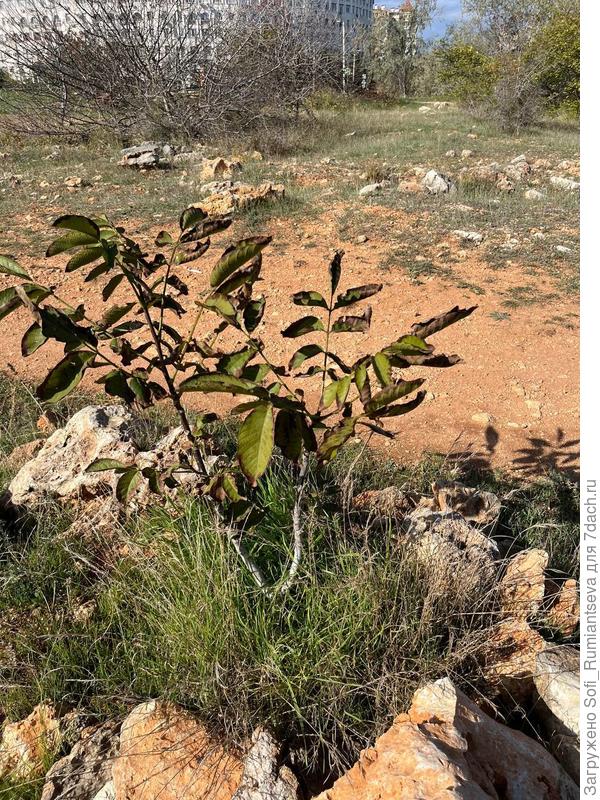 Первое фото