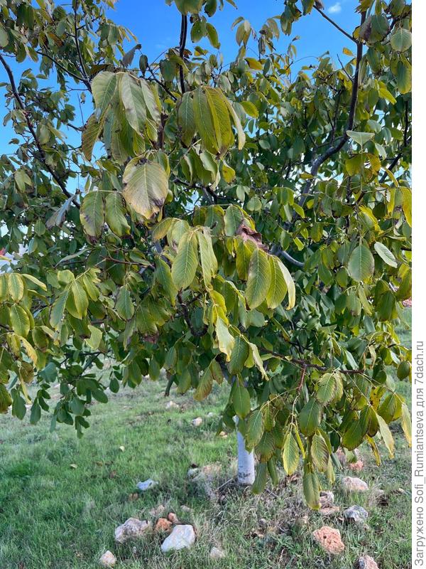 Второе фото