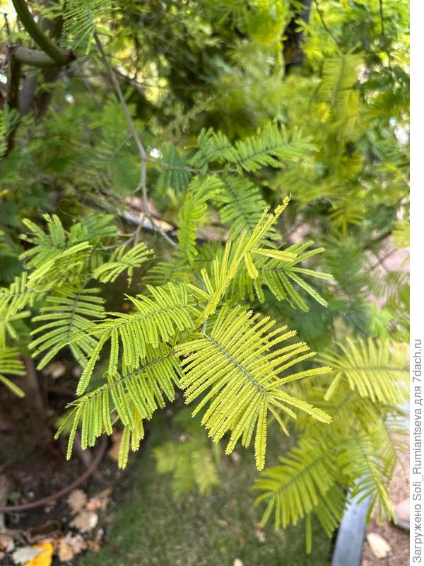 Первое фото