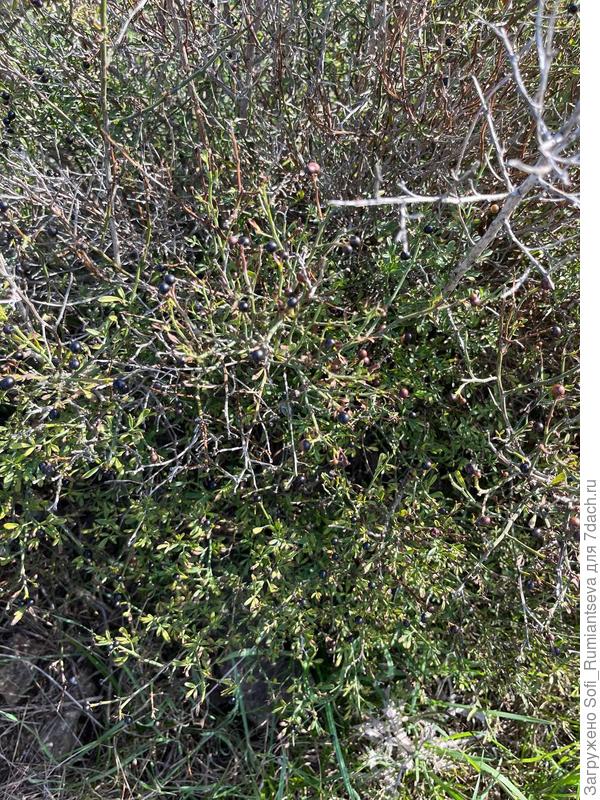 Третье фото