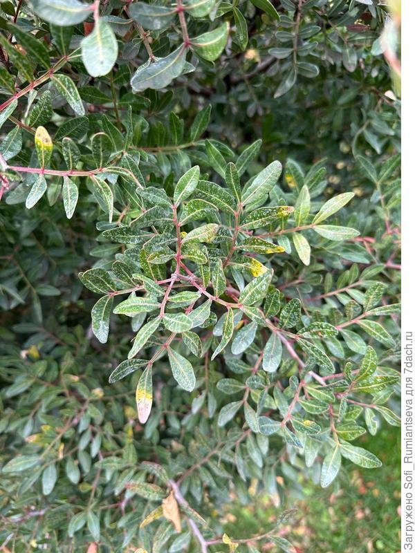 Третье фото