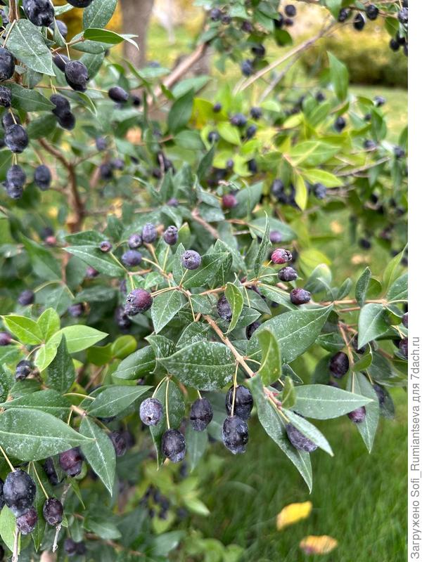 Здоавствуйте, подскажите, как называется растение на фотографии. Находится в Республики Крым на южном берегу