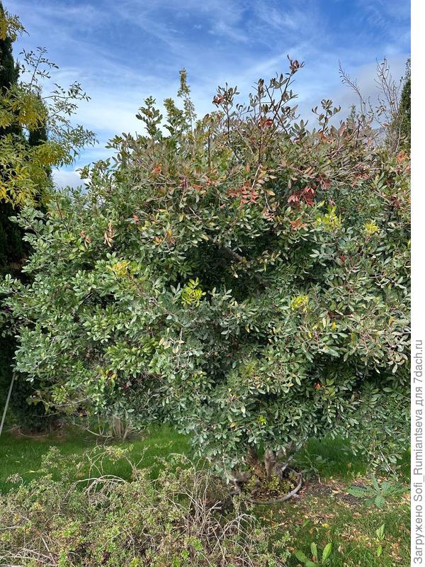 Первое фото