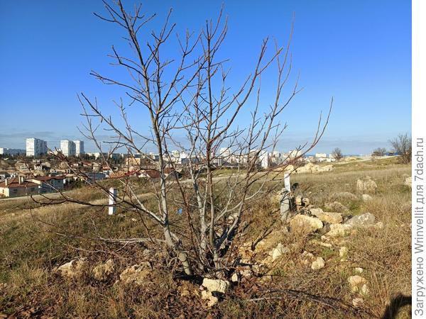 Помогите определить, что за дерево изображено на фотографии?