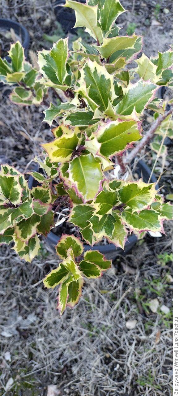 Помогите определить, что за кустарник изображен на фотографии?