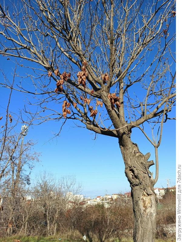 Помогите определить, что за дерево изображено на фотографии?