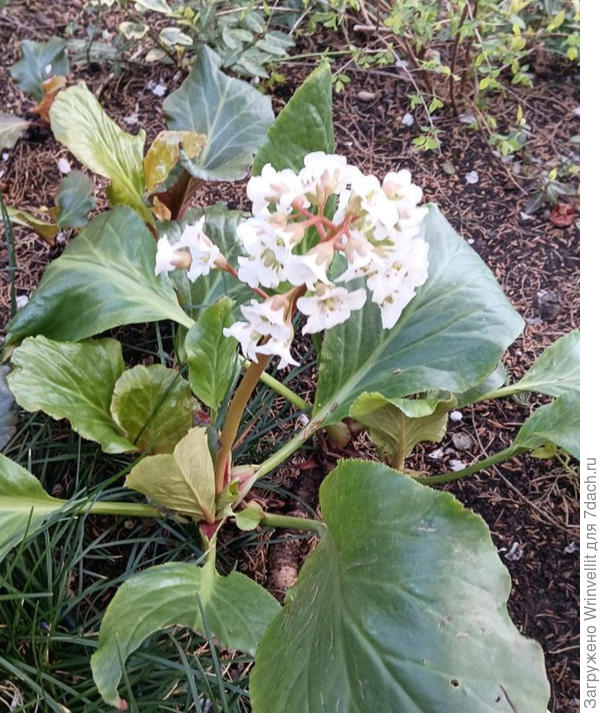 Что за растение на фото? Похоже на Бадан Толстолистный.