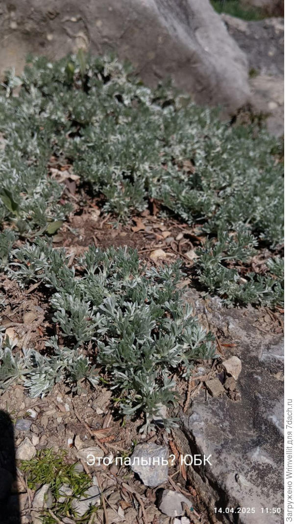 Что за растение изображено на фото. Очень похоже на Полынь.