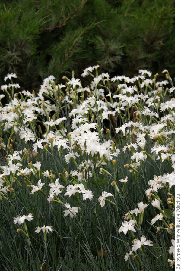 Это гвоздика перистая? Цветок с белым соцветием и лепестками, похожими на перья