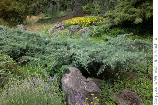 Это можжевельник виргинский хетц на фото в центре кадра, голубой куст.