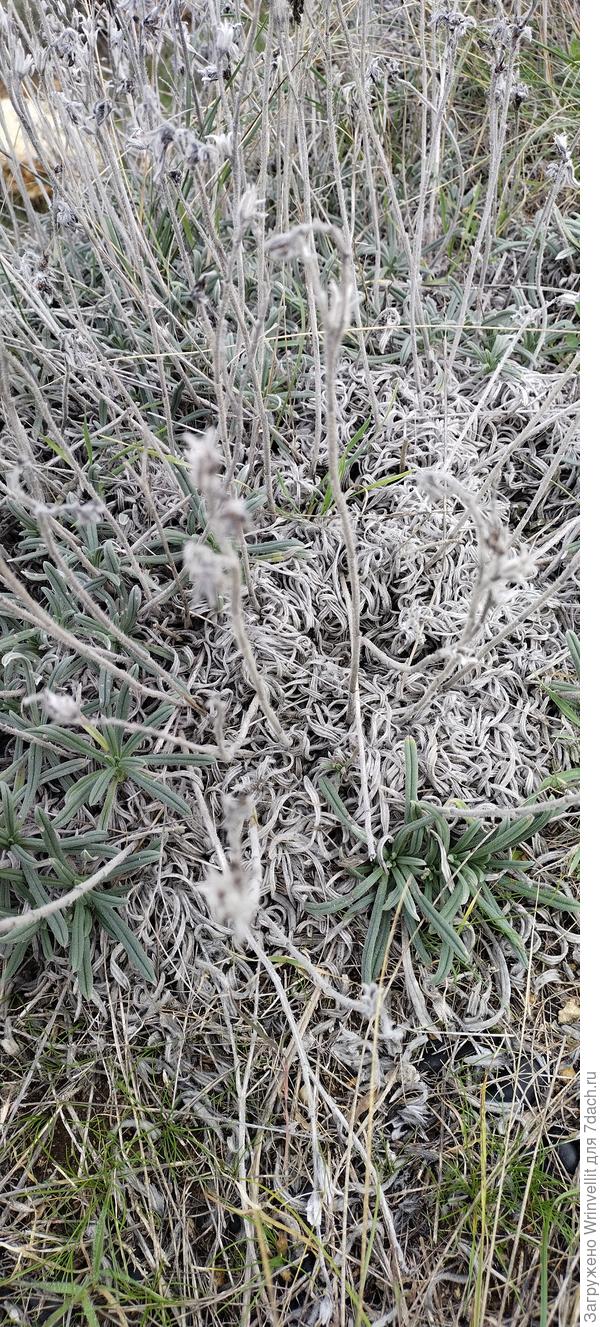 Уважаемые Семидачники, помогите уточнить, что это за кустарник? Это Ладанник? Можно по этому фото определить, что за вид? г. Севастополь.
Буду очень благодарен.