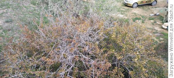 Общий вид кустарника