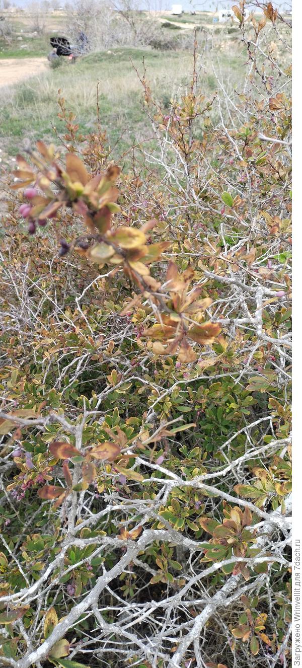 Уважаемые Семидачники, помогите определить, что это за кустарник? г. Севастополь. Извините за плохое состояние.