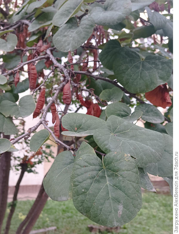 Помогите определить, что за растение изображено на фотографии?