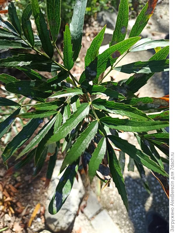 Фото кустарника