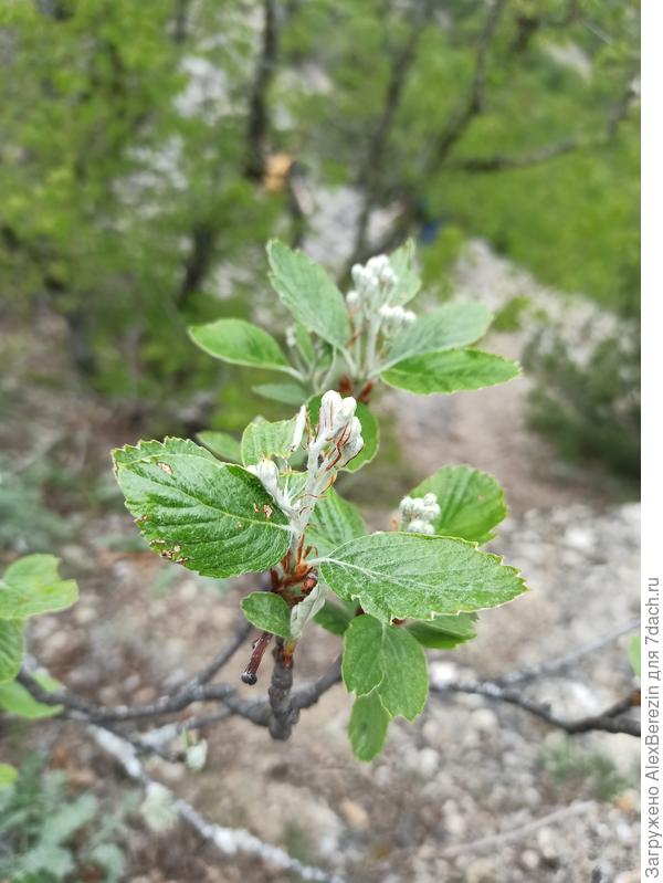 Крупный план