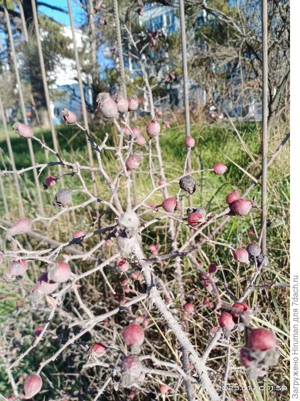 Помогите определить, что за кустарник изображен на фотографии?