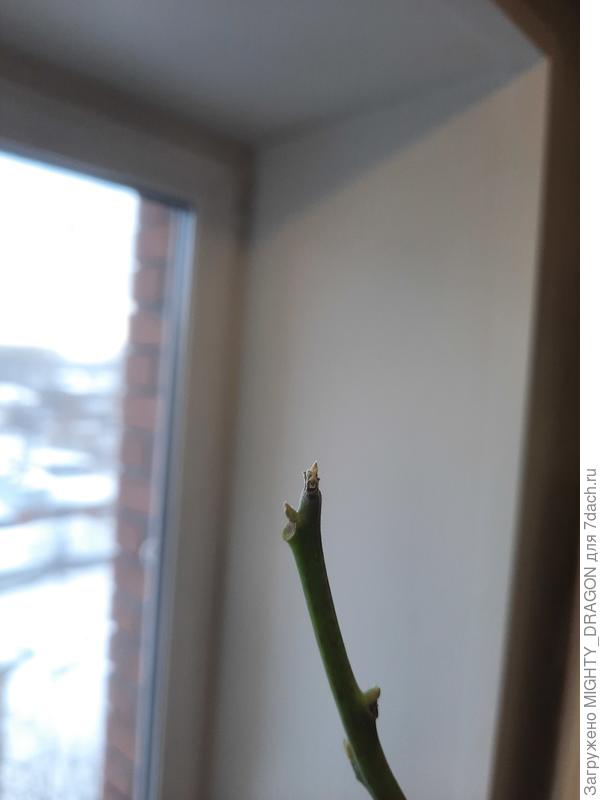 Верх этой самой веточки темноват.