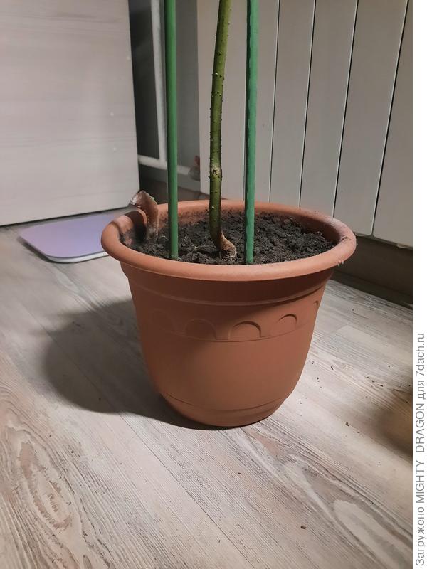 Горшок маловат, уже поняла, авокадовод из меня никудышный)) (и живёт же три года как-то)