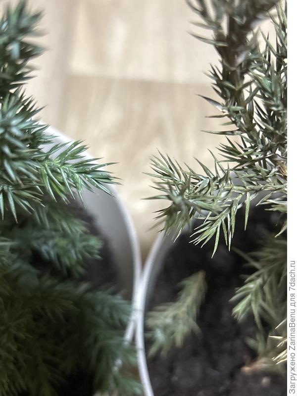 Можжевельник Стрикта Вариегата возраст 3 года