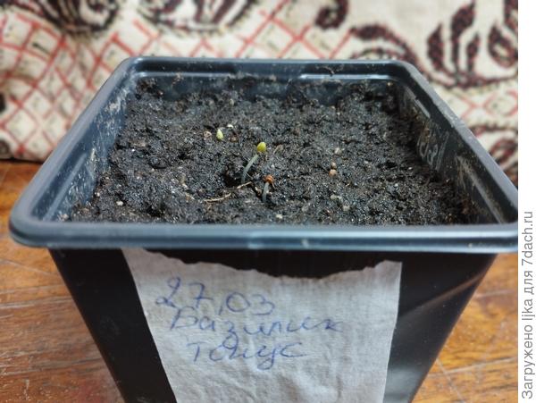 Неожиданно быстро базилик показал петельки. Всегда думала, что он очень долго прорастает.