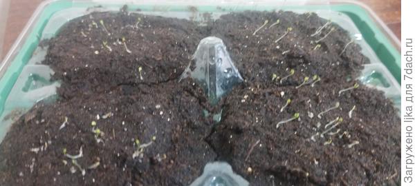 Земляничка. На сутки про нее забыли случайно. Уже отправили где светло.