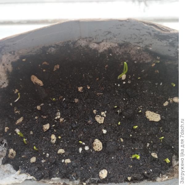 Халцедон посев 10.03