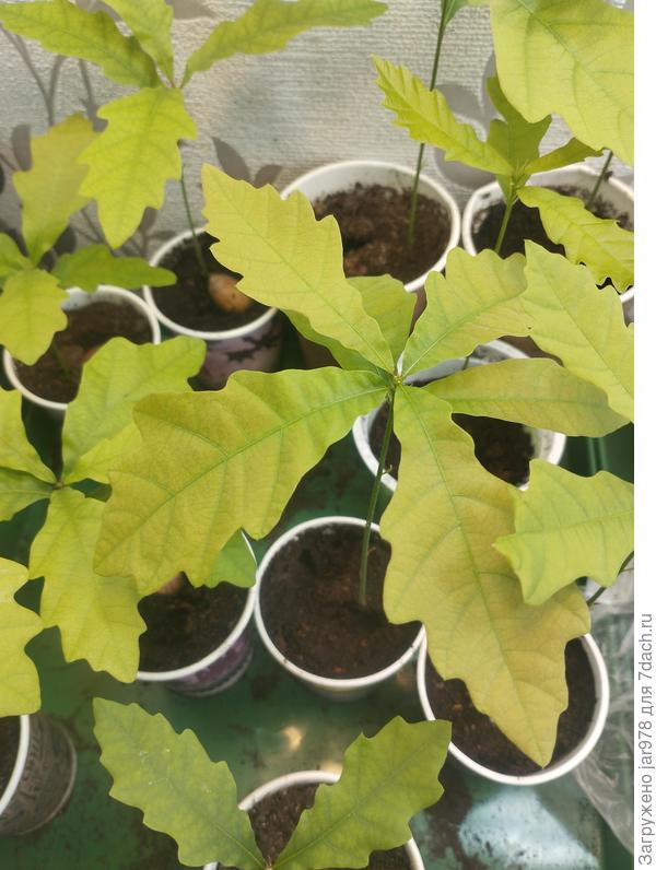 Листья саженца дуба меняют цвет