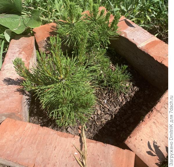 Вот эта сосна - pinus mugo uncinata (года три назад). Зимует хорошо, засухи не боится, ничем не болеет, макушки очень липкие, пахнет хорошо, растёт сейчас по 20-25 см в сезон!