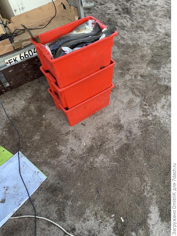 За полтора часа поймал