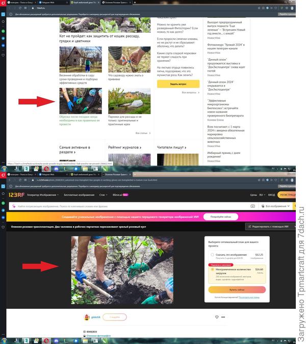 фото с главной страницы 7 дач, а ниже это же фото с открытого источника интернета по продаже саженцев... явно не свое фото со своей дачи