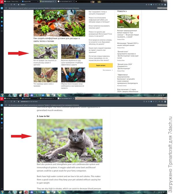котик с просторов семидачья.  А на самом деле источник имортный сайт))