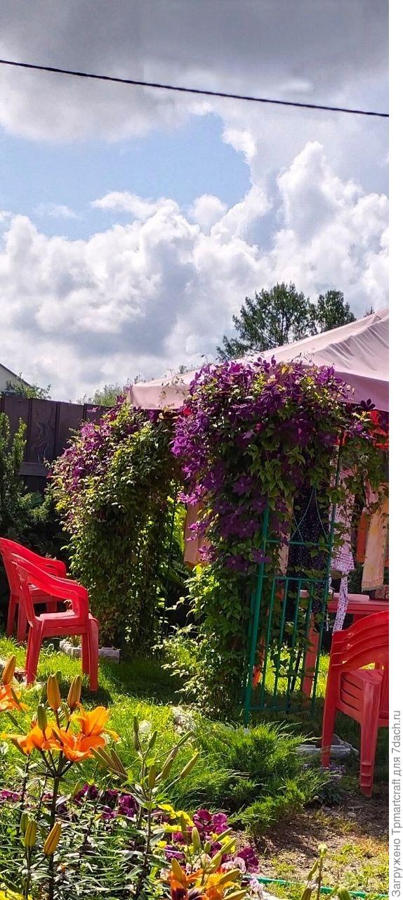 Цветущие климатисы