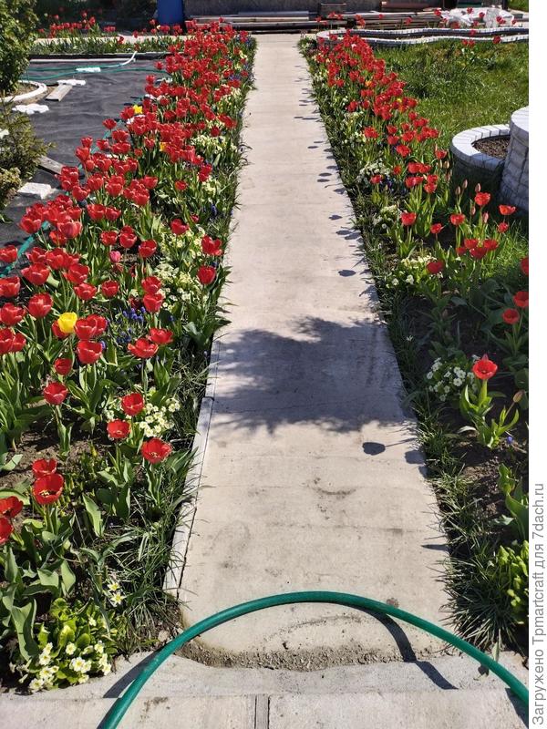 тюльпановая дорога)