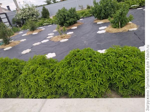 обрамление из княженики