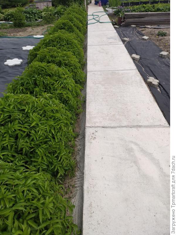 живой бордюр