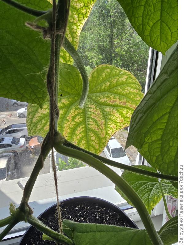 А так выглядит еще на растение