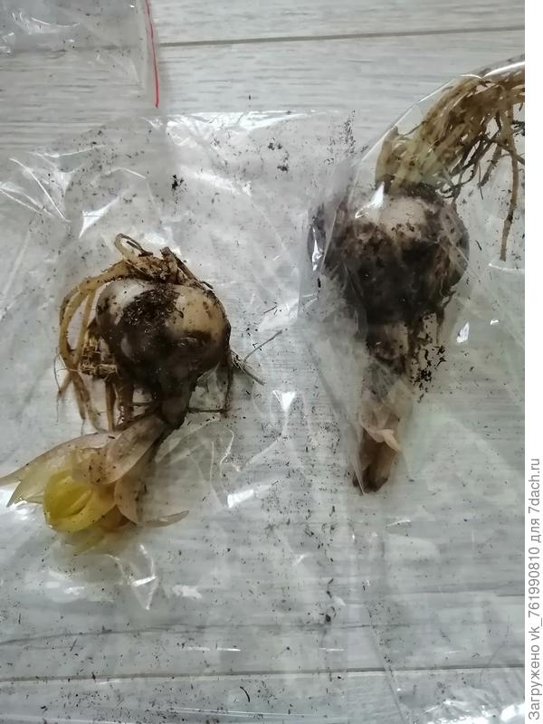 Лилии азиатские