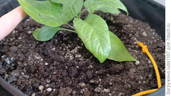 повисли нижние листья